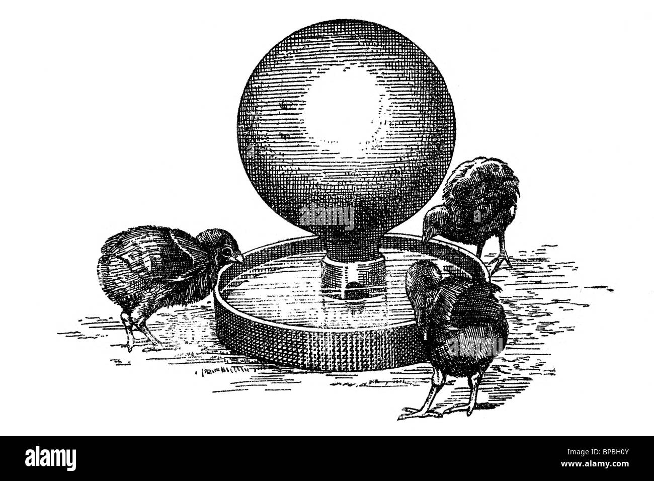 Dispositivo potabile per i pulcini. Illustrazione di antiquariato. 1900. Foto Stock