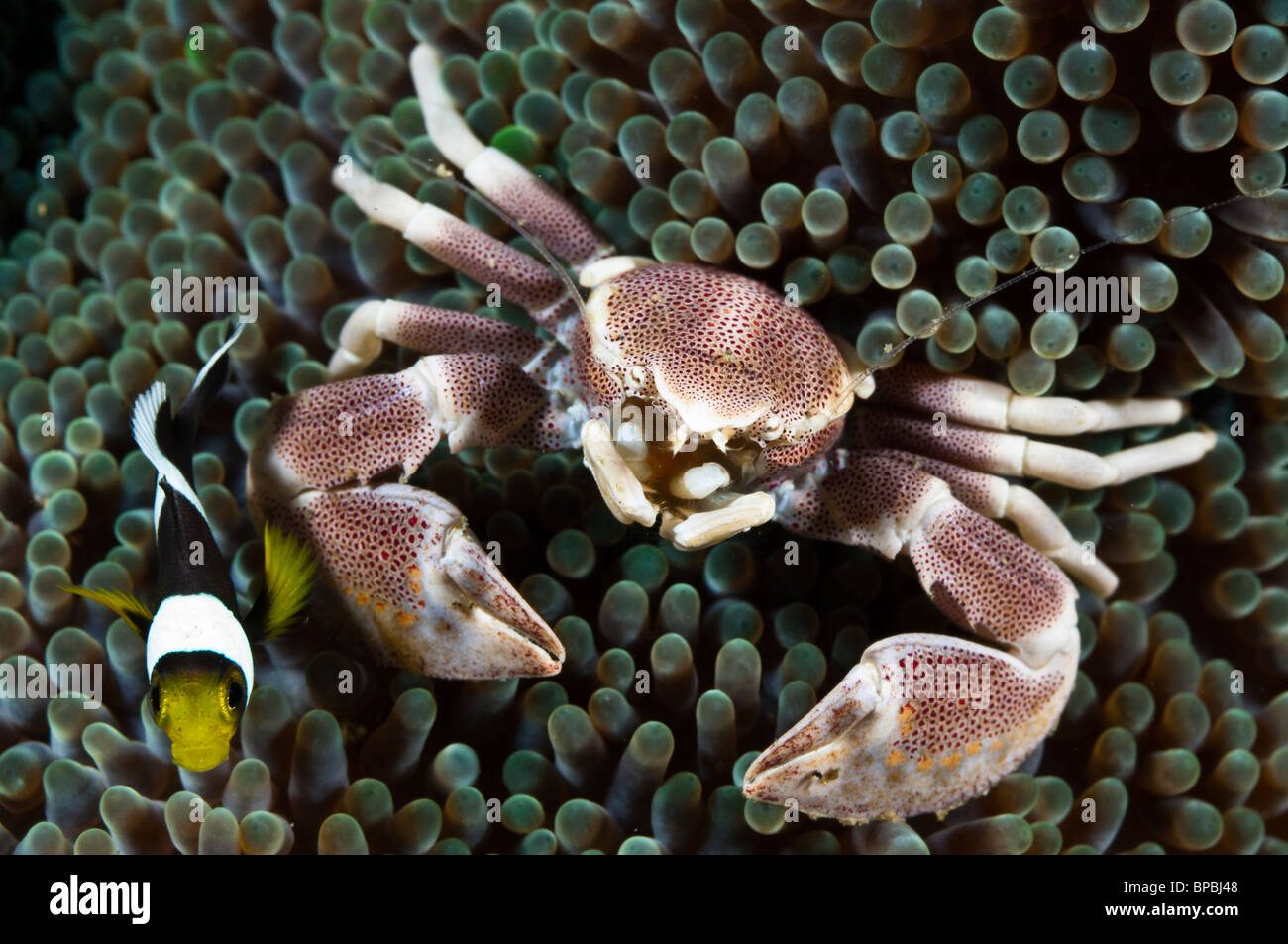 Un granchio porcellana e anemonefish, Ambon, Maluku, Indonesia. Foto Stock