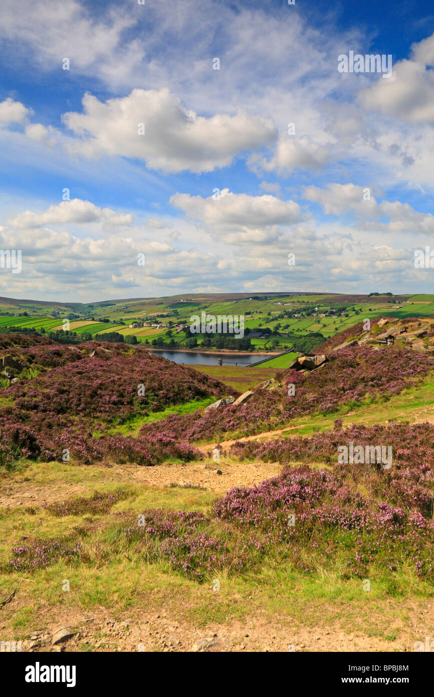 Heather su Penistone Hill Country Park e distante Laithe inferiore serbatoio, Haworth, West Yorkshire, Inghilterra, Regno Unito. Foto Stock