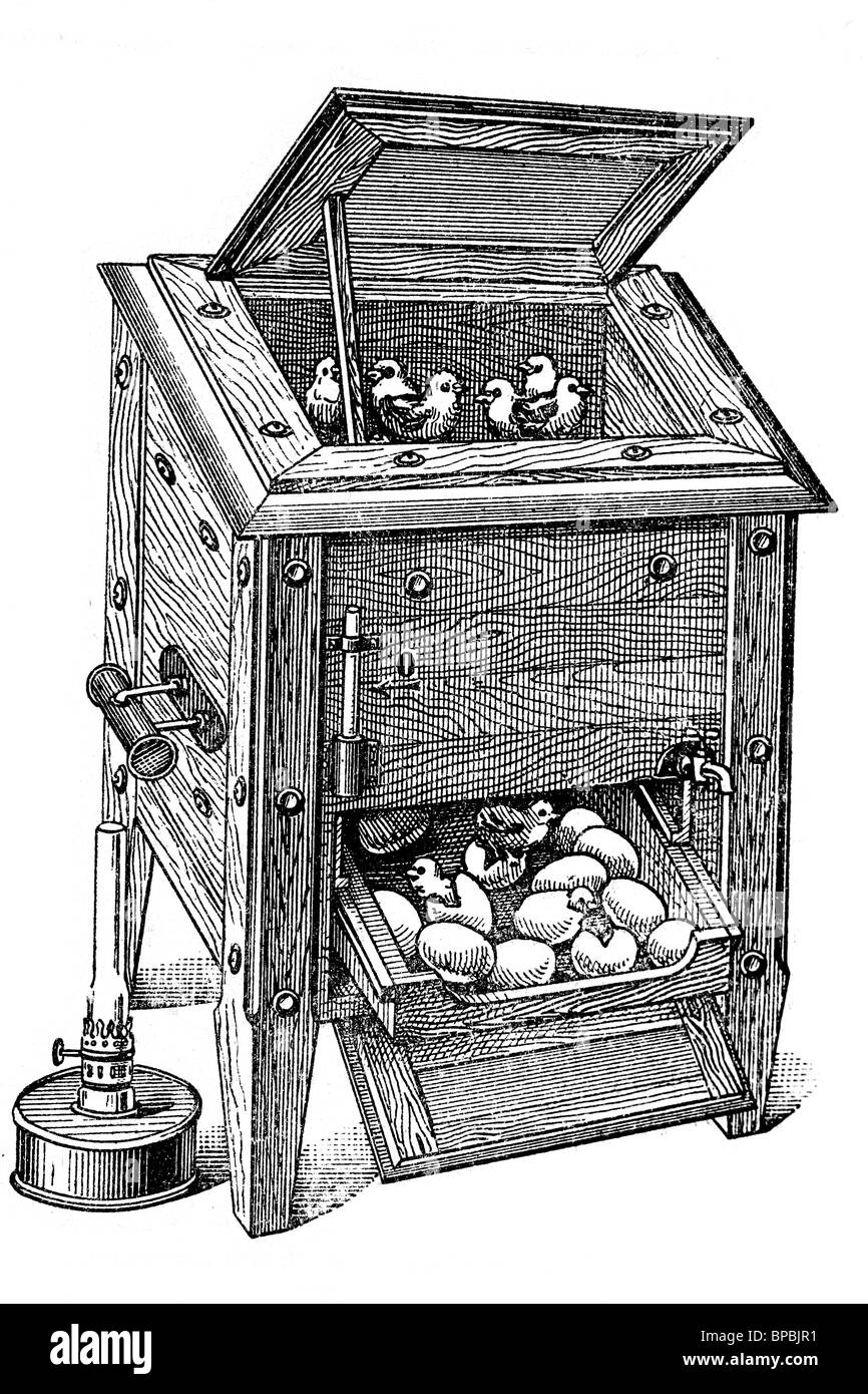 Incubatore. Illustrazione di antiquariato. 1900. Foto Stock