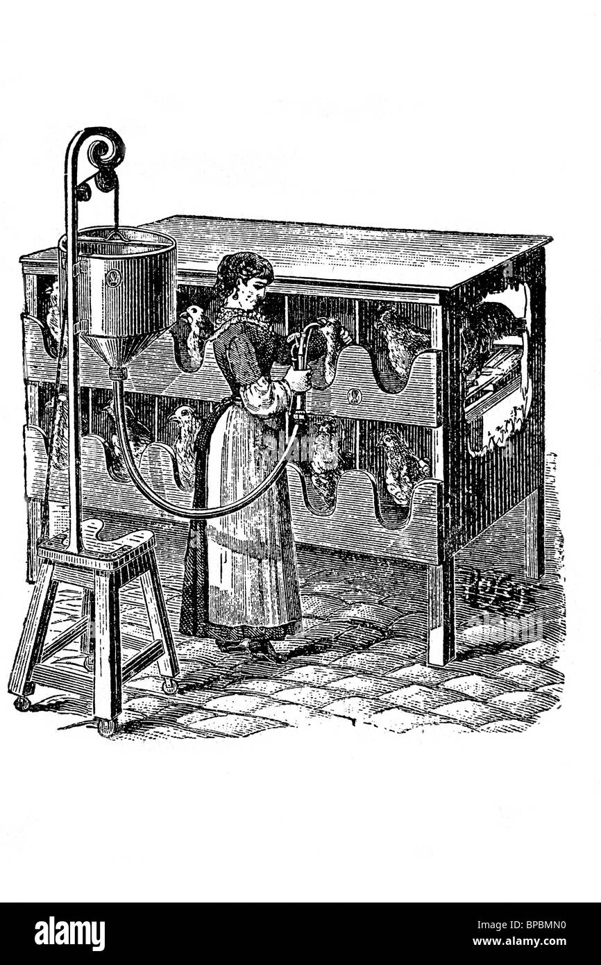 Alimentazione per ingrassare. Illustrazione di antiquariato. 1900. Foto Stock