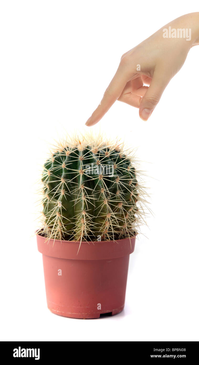 Una mano umana a destra prima di toccare un cactus. Tutti ioslated su sfondo bianco. Foto Stock
