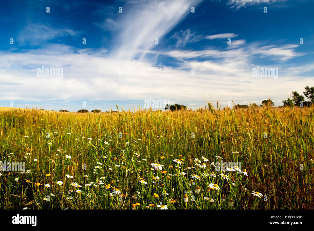 Giallo campo di grano con un grande cielo blu e nuvole Foto Stock