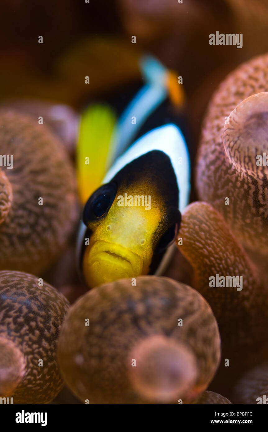 I capretti di Clark anemonefish, Pulau Weh, Sumatra, Indonesia. Foto Stock