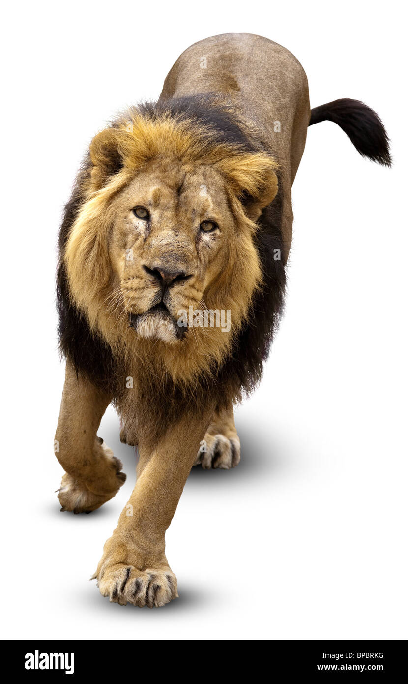 Il leone (Panthera leo) davanti a uno sfondo bianco, isolata. Foto Stock