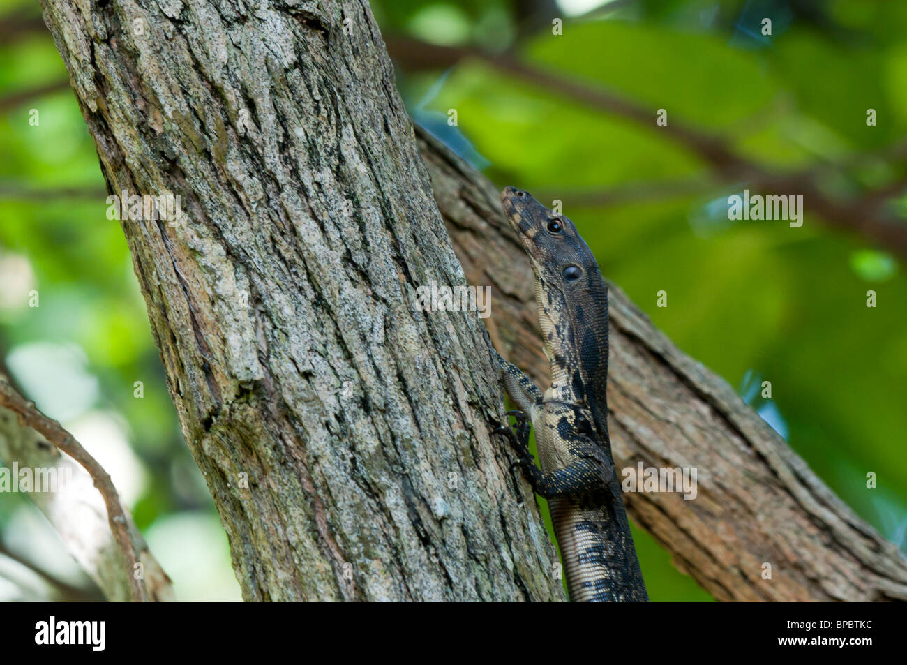 L'elemento di monitoraggio presenza acqua (Varanus salvator) Foto Stock