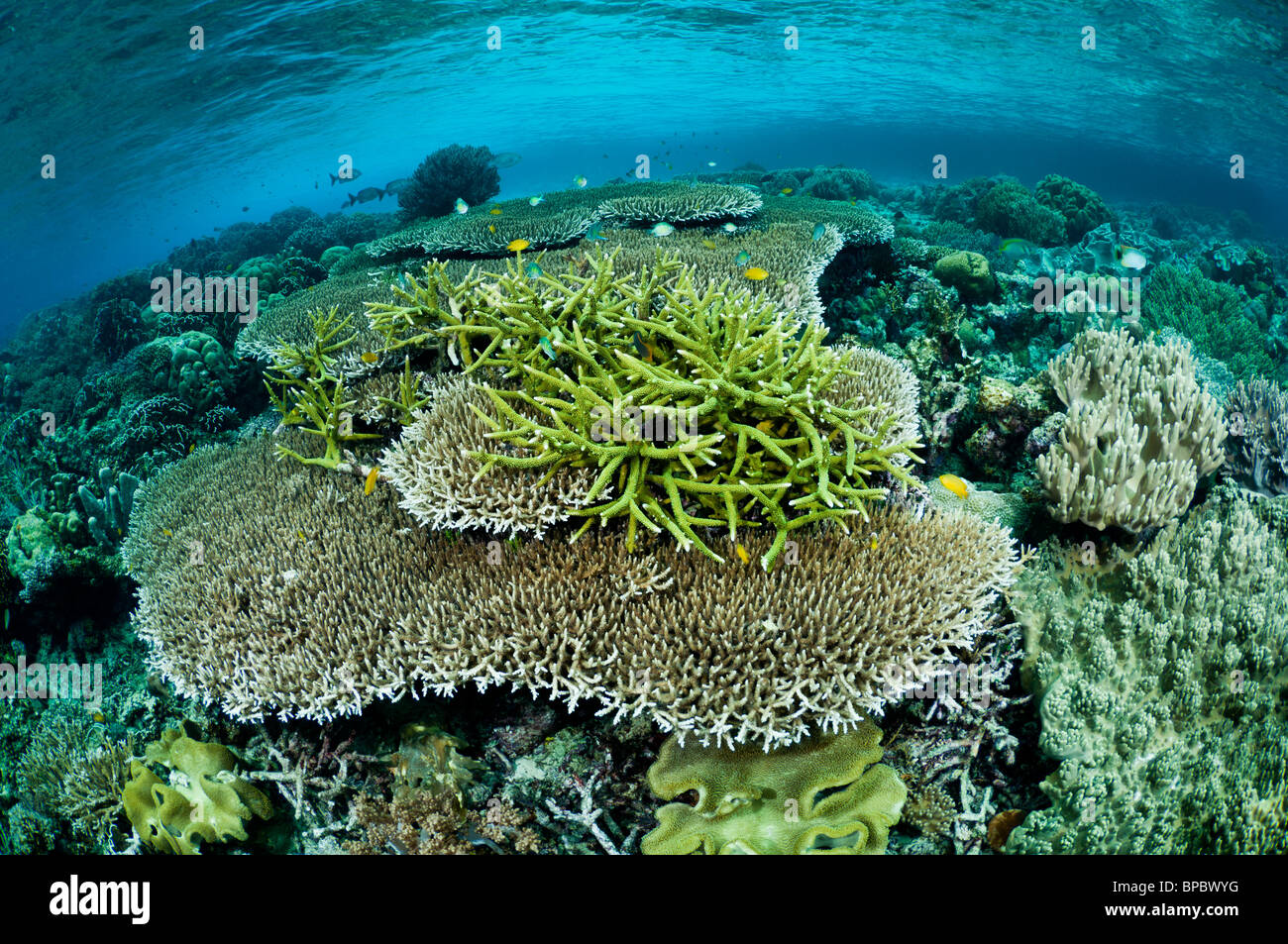 Una sana Coral reef, Misool Raja Ampat, Papua occidentale, in Indonesia. Foto Stock