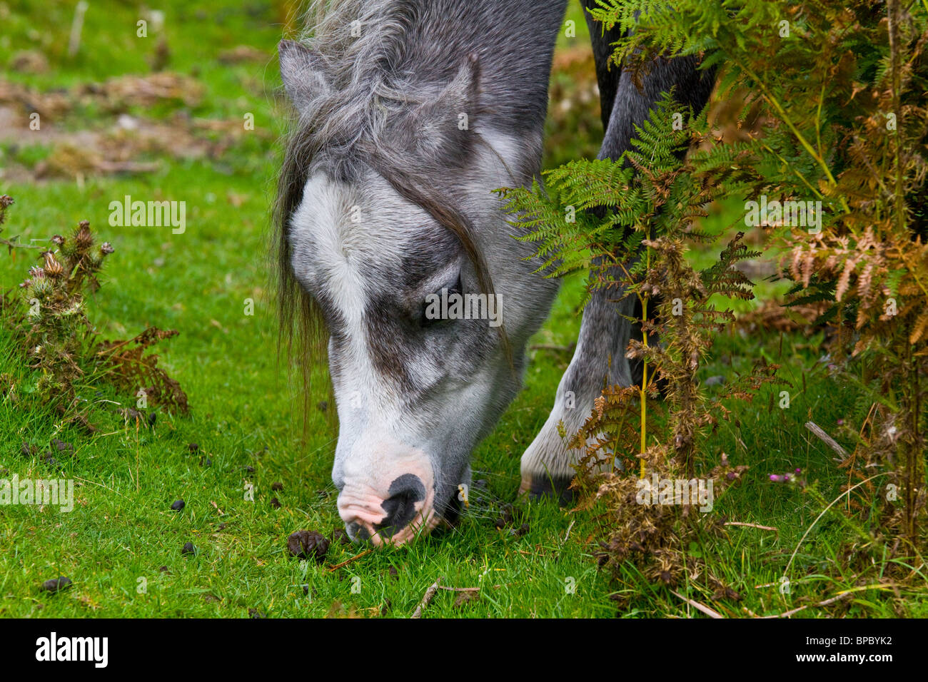 Ritratto di testa di grigio cob pony pascolano in Brecon Mori Foto Stock