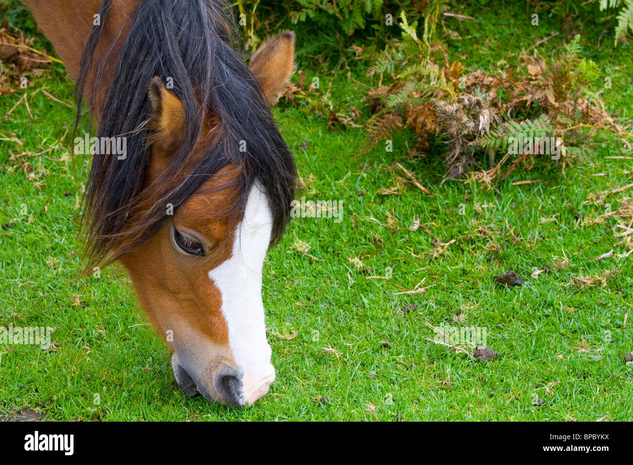 Ritratto di testa di castagna Stefano pony cob con il bianco blaze in Brecon mori il pascolo Foto Stock