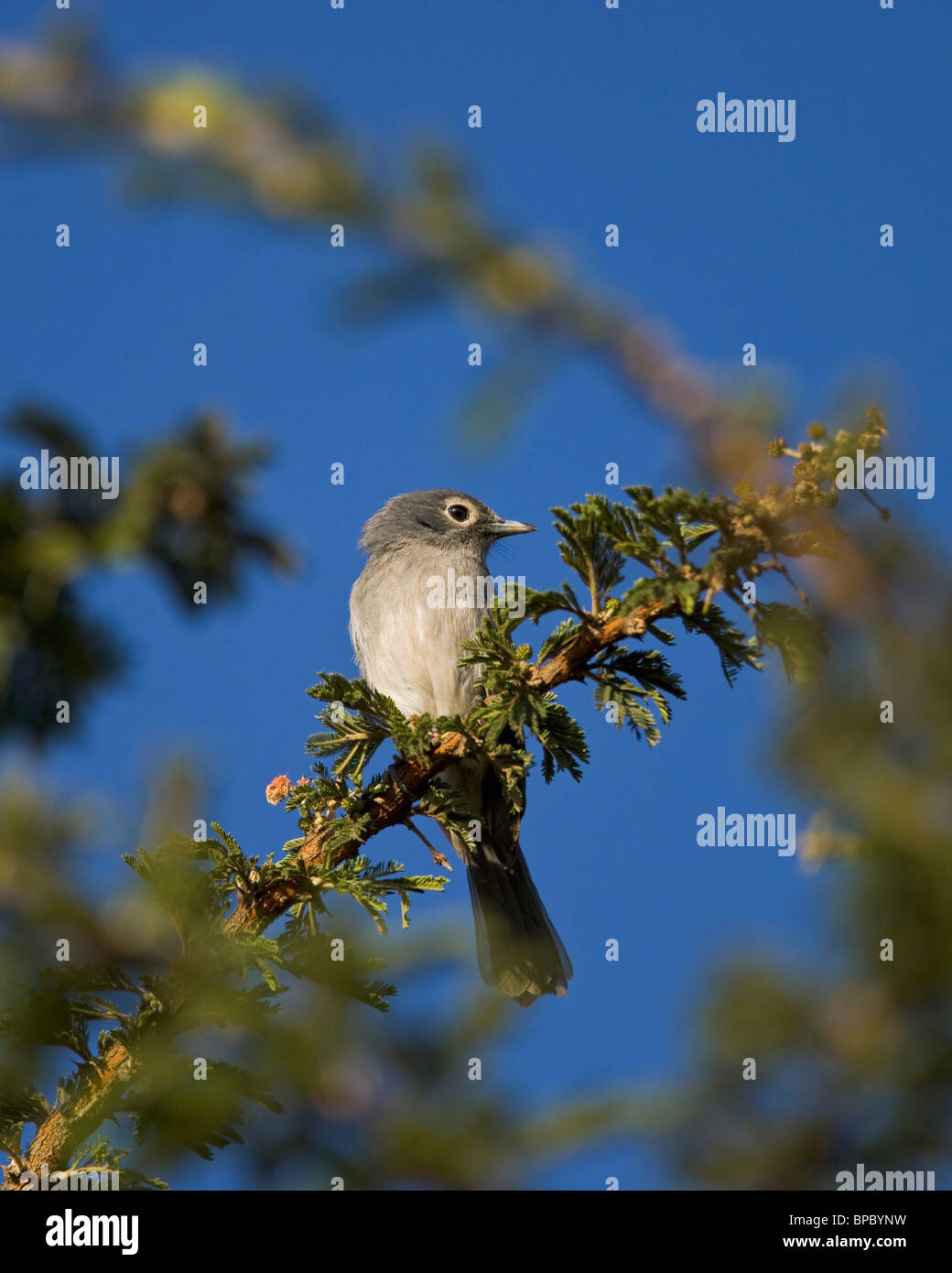 A Naivasha, Rift Valley, Kenya, Africa; bianco-eyed slaty flycatcher (melaenornis fischeri) Foto Stock