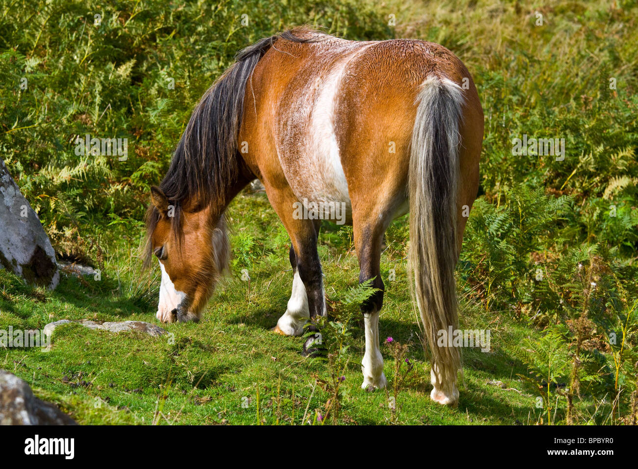 Castagna Stefano pony cob pascolano in Brecon Mori Foto Stock
