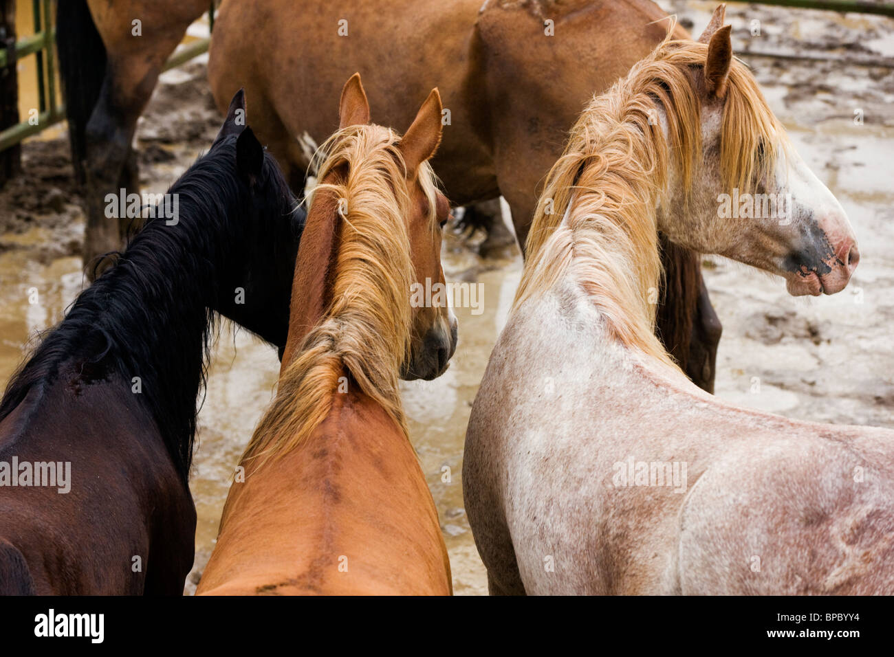 I cavalli attendono la sella di equitazione bronc evento, Chaffee County Fair & Rodeo Foto Stock