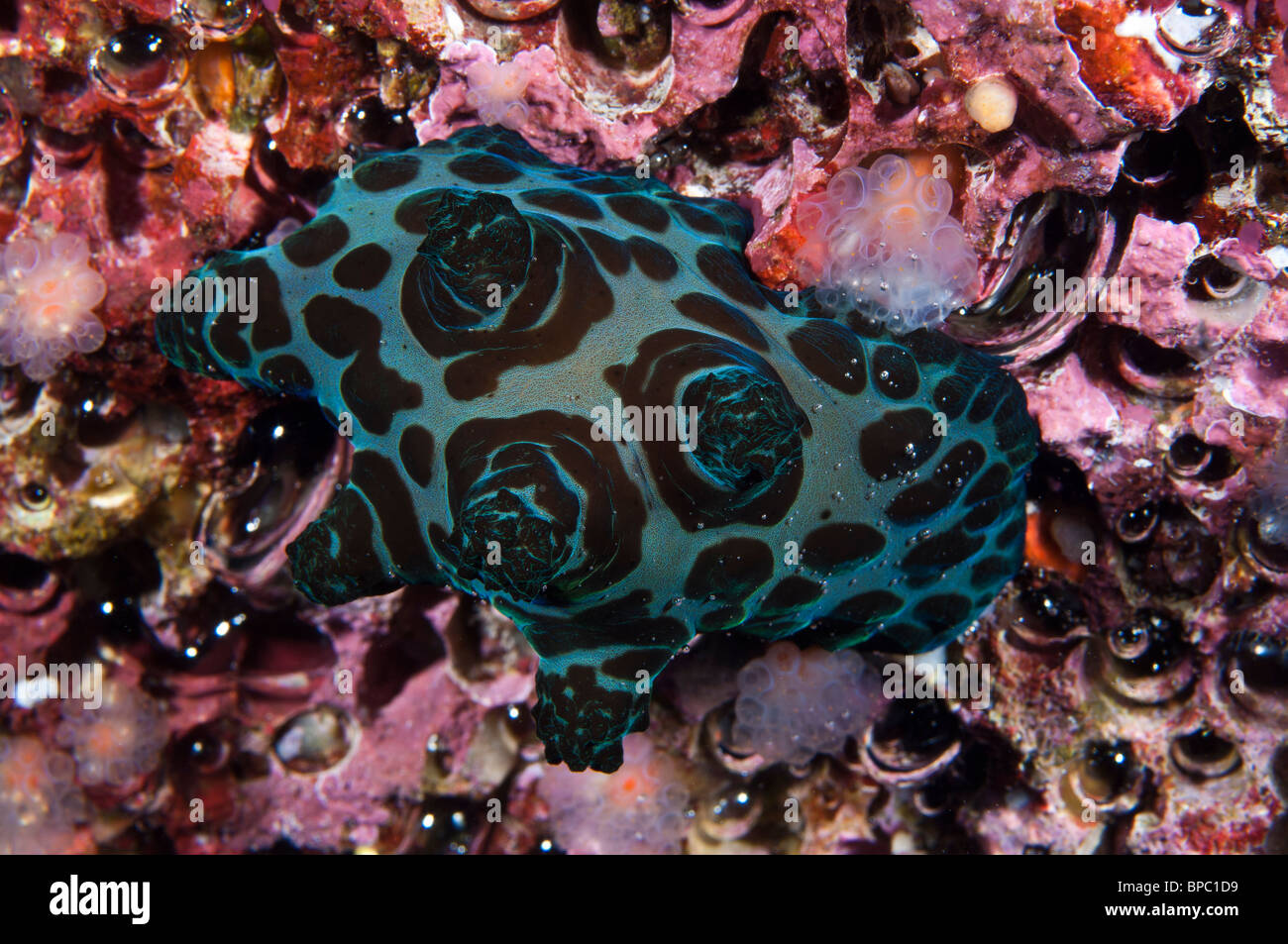 Rete, lamelleria Misool, Papua occidentale, in Indonesia. Foto Stock