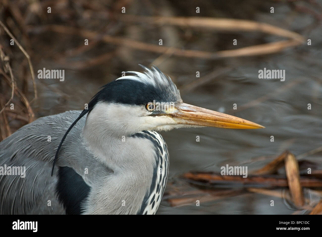 Un solitario heron a caccia di pesci tra le lamelle di morti Foto Stock