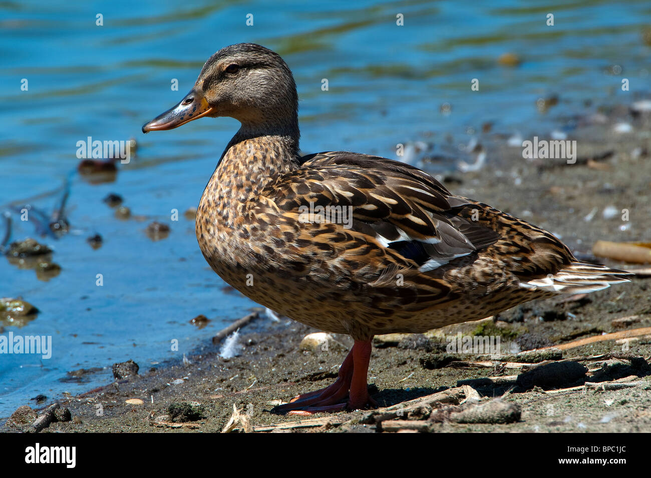 Duck, Santa Barbara, rifugio di uccelli. Foto Stock