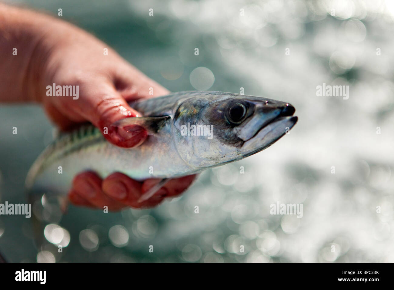 La pesca dello sgombro off North Beach, Tenby,Pembrokeshire West Wales UK Foto Stock