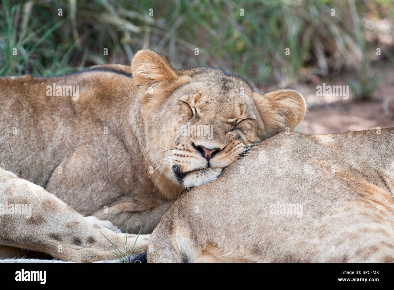 Lion Panthera leo, dormire, Makalali Game Reserve, Sud Africa Foto Stock