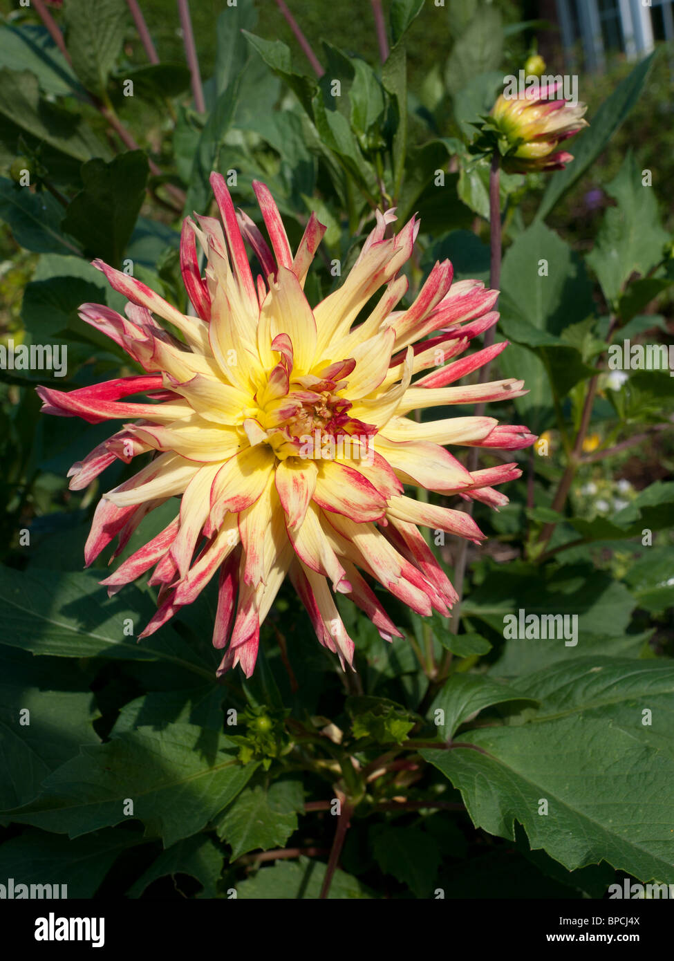 Dahlia Bridgeview Aloha Foto Stock