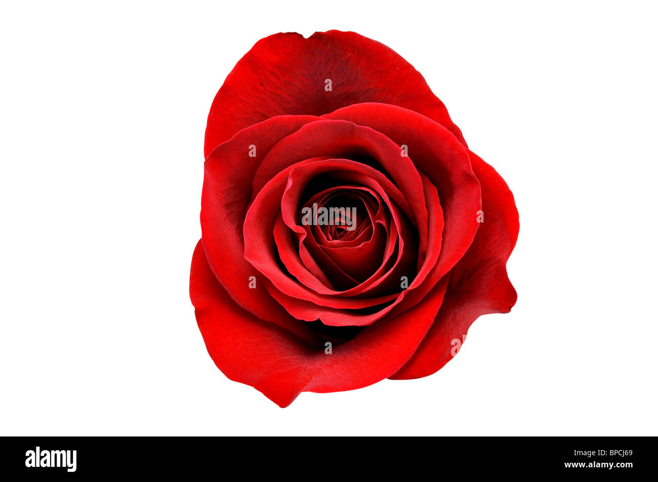 Red Rose isolato su sfondo bianco con percorso di clipping. Foto Stock