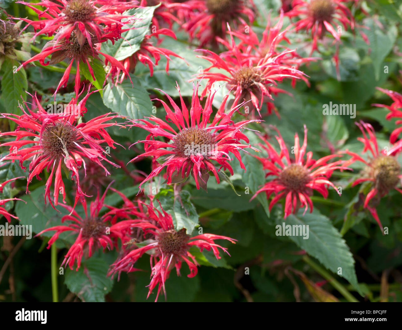 Monarda Cambridge Scarlet Leicester University Harold Martin Giardini Botanici Foto Stock