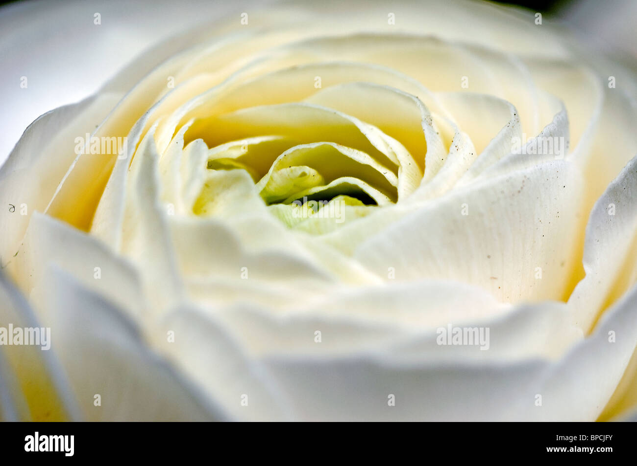 I mezzi di bianco puro Foto Stock
