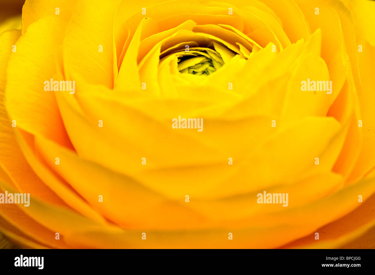 Il fiore sembra così bello Foto Stock