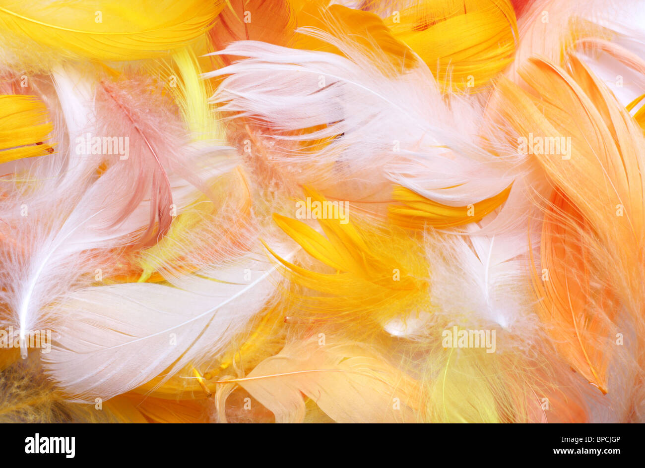 Piume colorate per lo sfondo Foto Stock