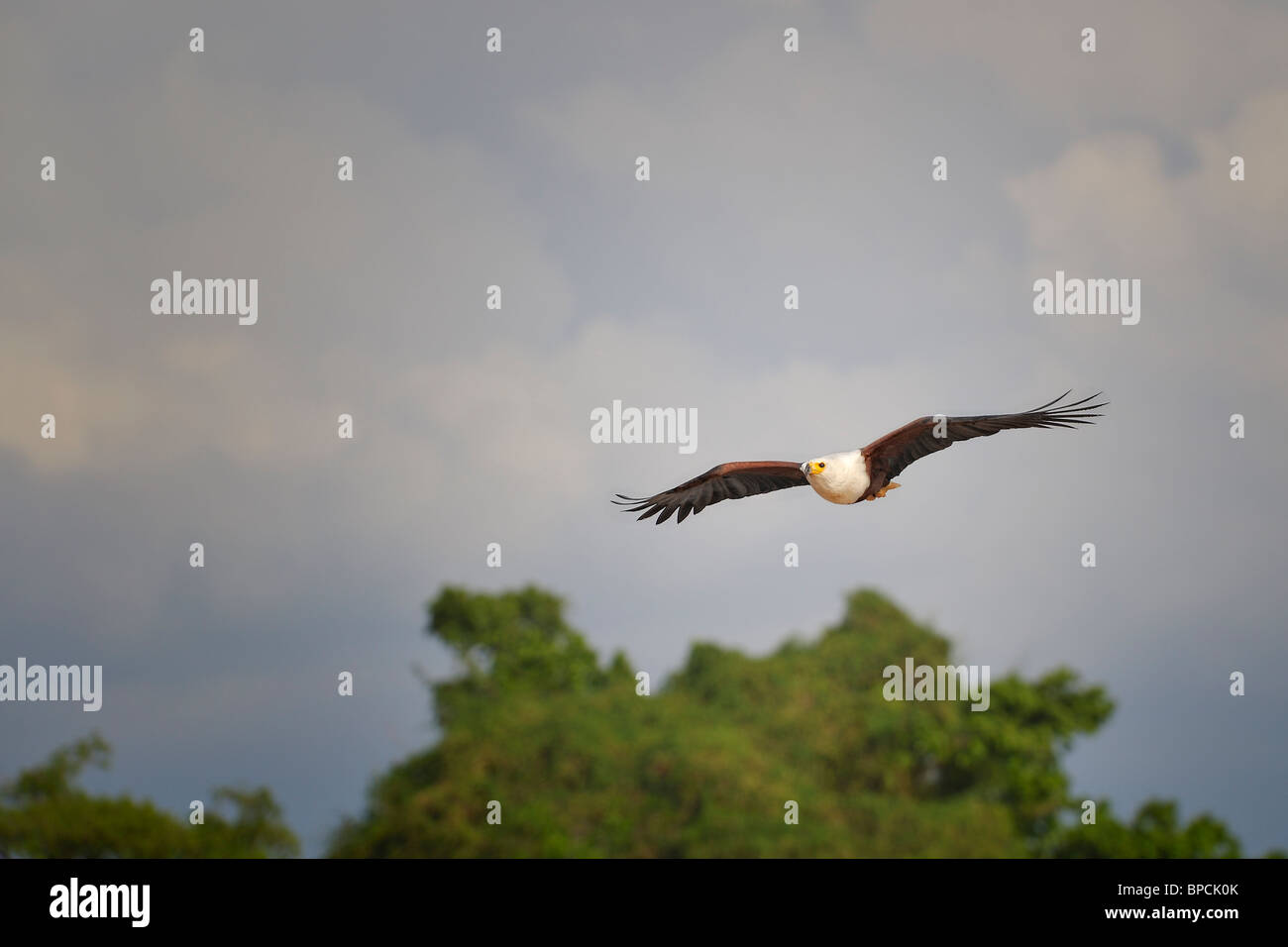 African Fish Eagle, Haliaeetus vocifer, Lake Baringo, Rift Valley Kenya Foto Stock