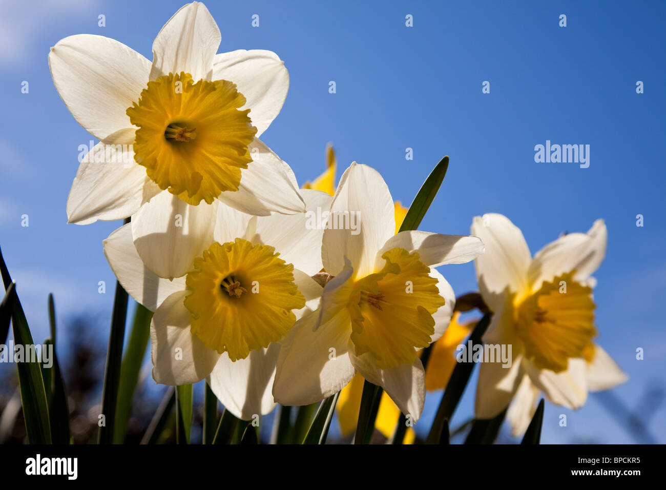 Primavera narcisi bagnato dal sole Foto Stock