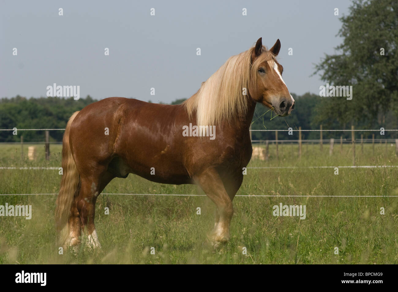 coldblood Foto Stock