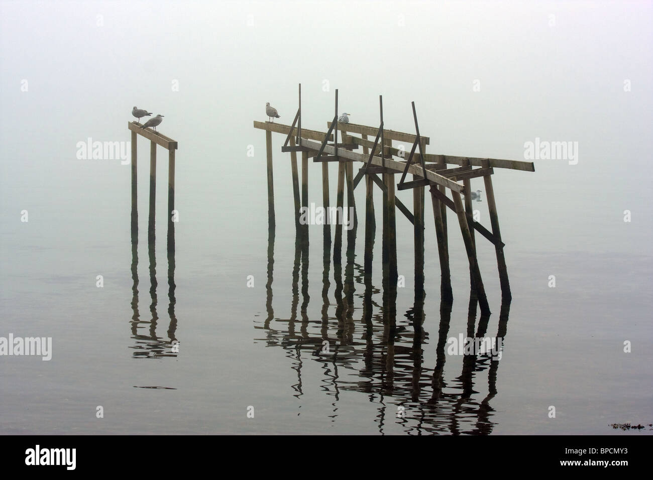 Suggestiva nebbia di mattina sulla spiaggia. Poli riflettendo in acqua calma la creazione di modelli astratti. Posizione orizzontale Foto Stock