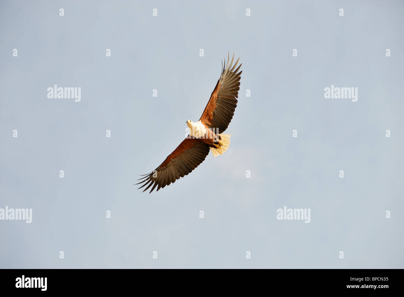 African Fish Eagle, Haliaeetus vocifer, Lake Baringo, Rift Valley Kenya Foto Stock