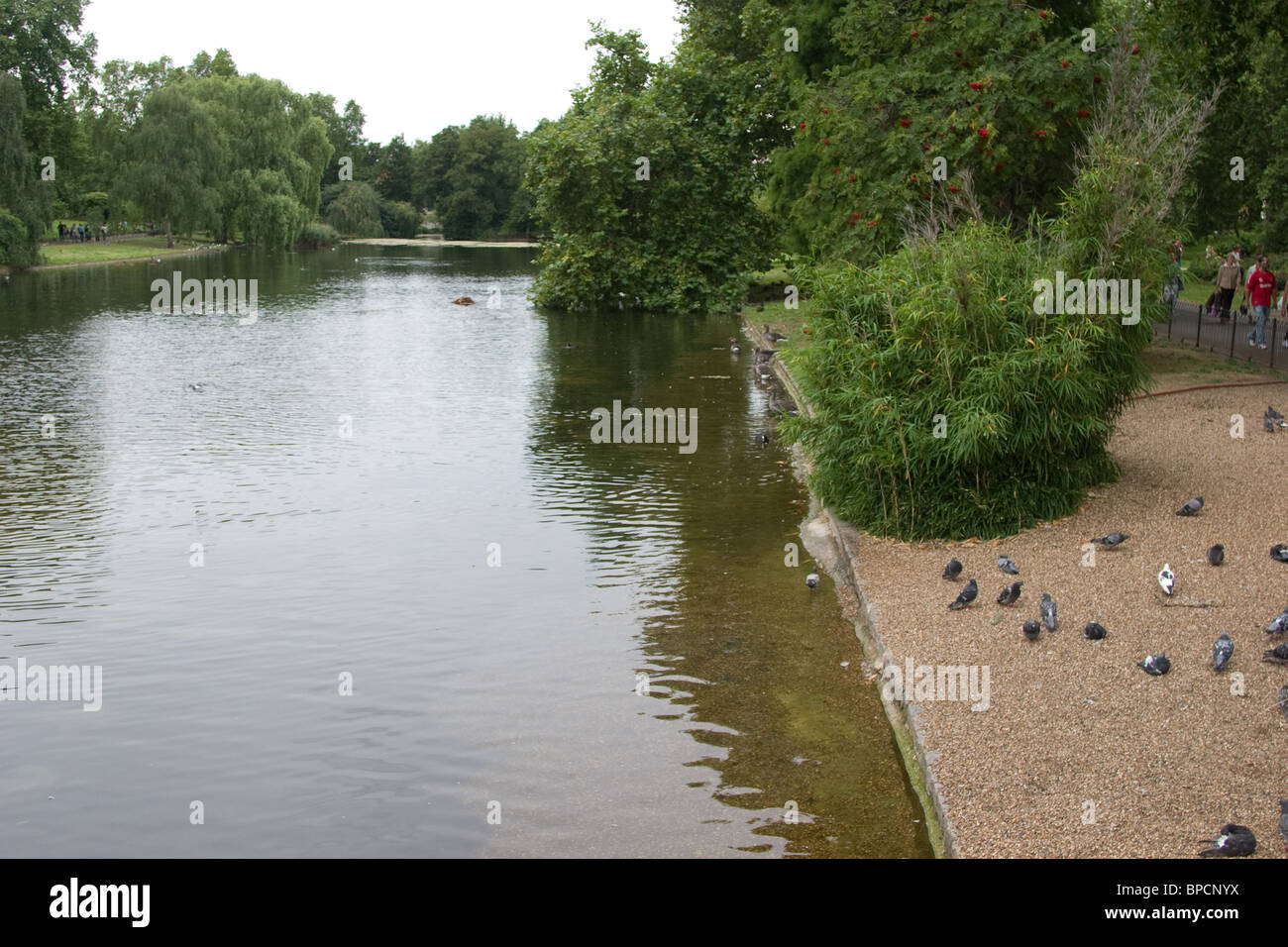 Lake Shore alberi uccelli acqua bussola di riflessione Foto Stock
