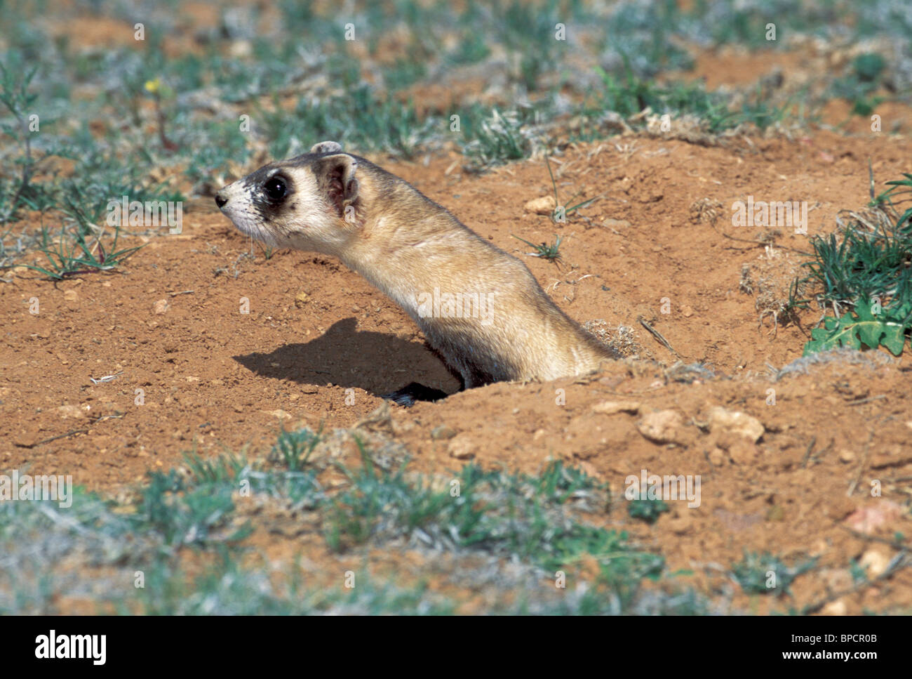 Nero-footed Ferret in via di estinzione Foto Stock