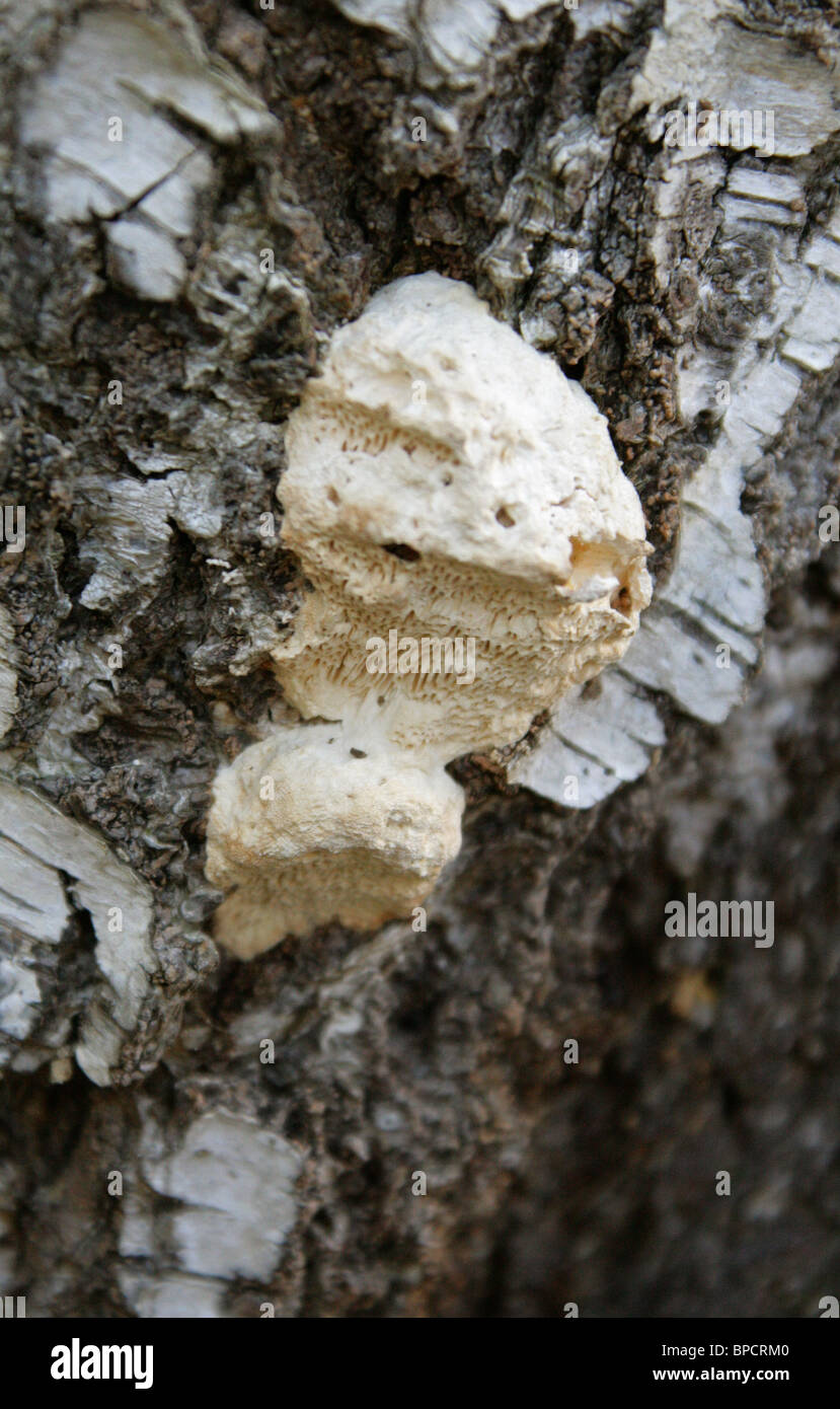 Fungo ad albero, albida Antrodia, syn. Coriolellus albidus, Trametes albida, Meripilaceae Foto Stock