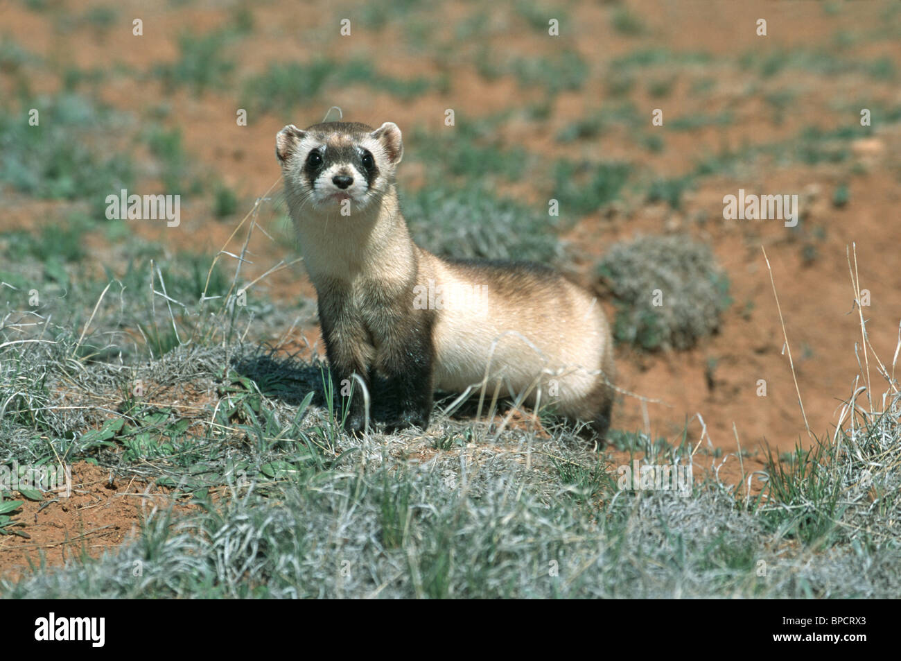 Nero-footed Ferret specie in via di estinzione Foto Stock