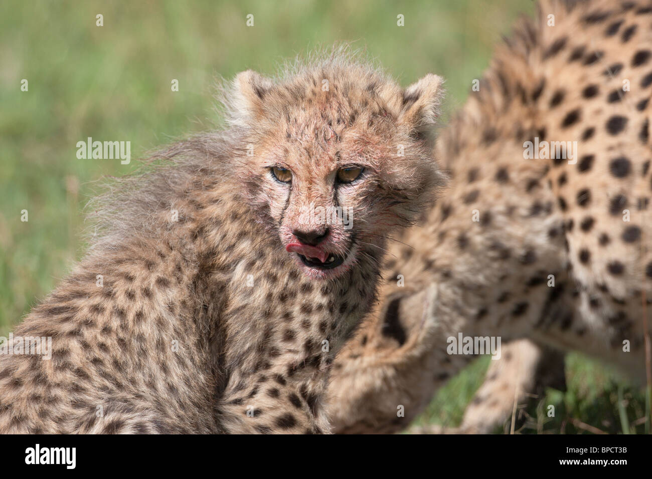 Cheetah cub ad una gazzella uccidere, il Masai Mara, Kenya Foto Stock