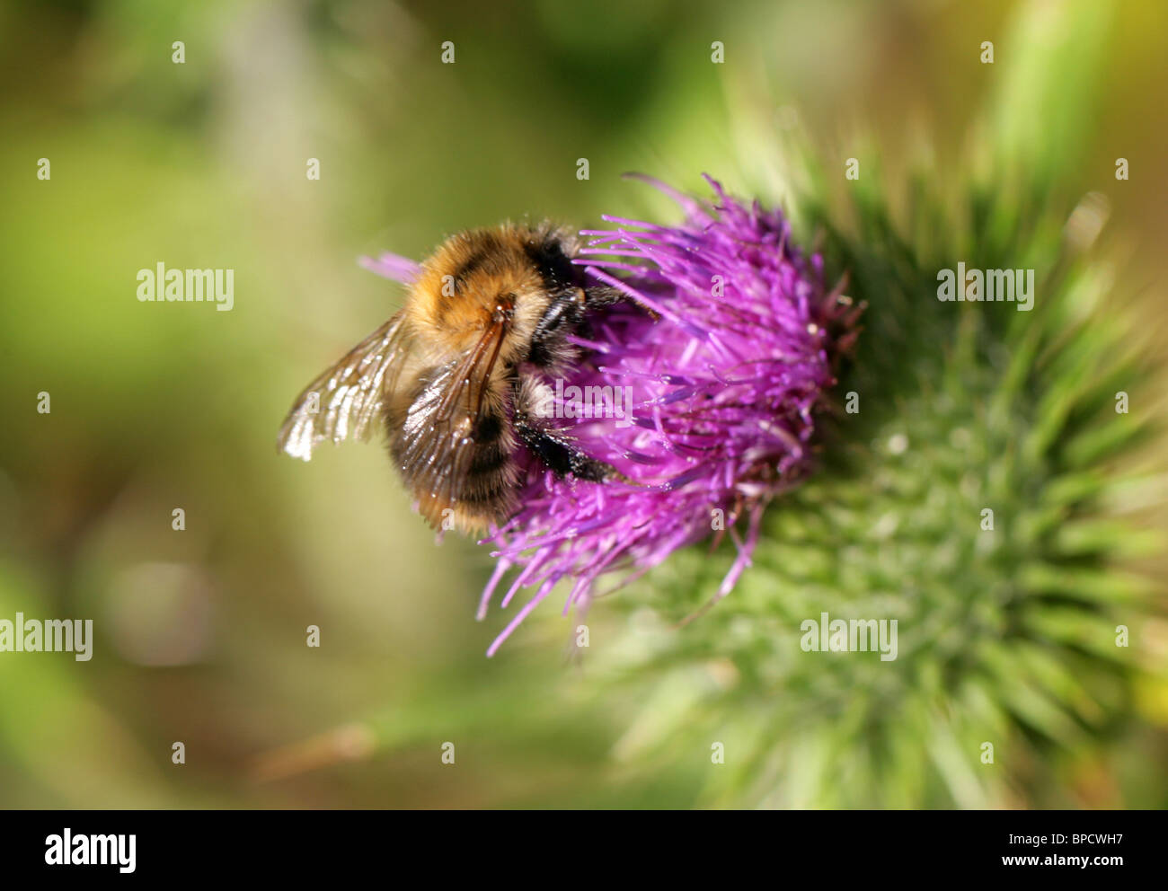 Carda comune Bumblebee, Bombus pascuorum, Apidae, Apoidea, Apocrita, Hymenoptera Foto Stock