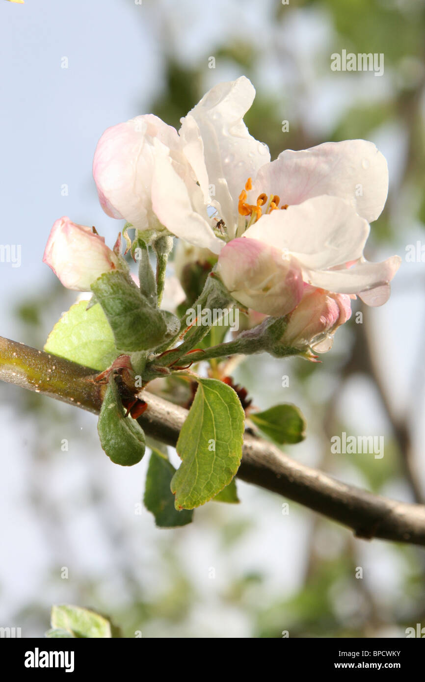 Estate espressa da Apple Blossom Foto Stock