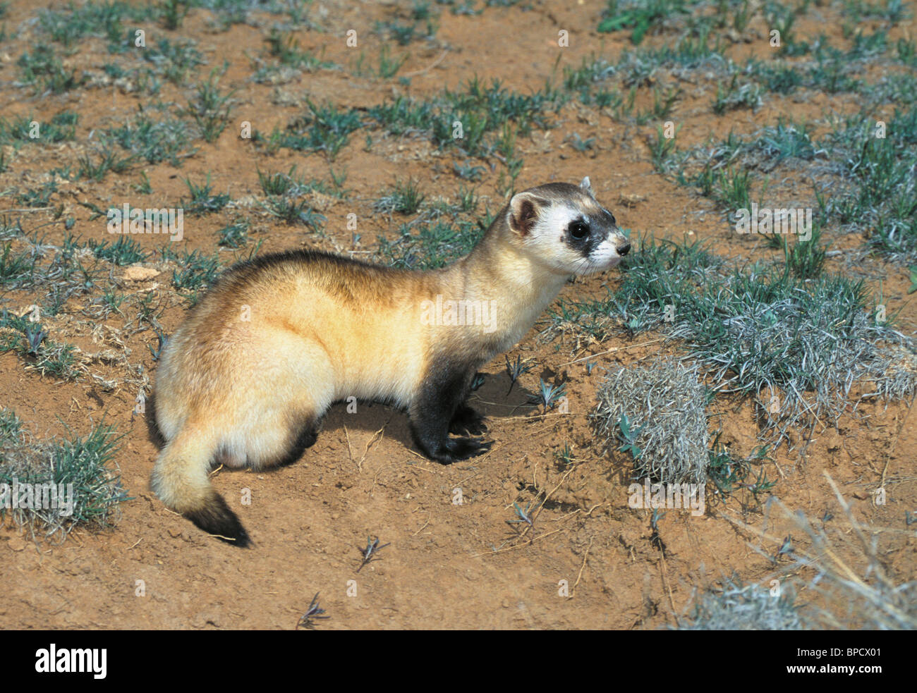 Nero-footed Ferret specie in via di estinzione Foto Stock