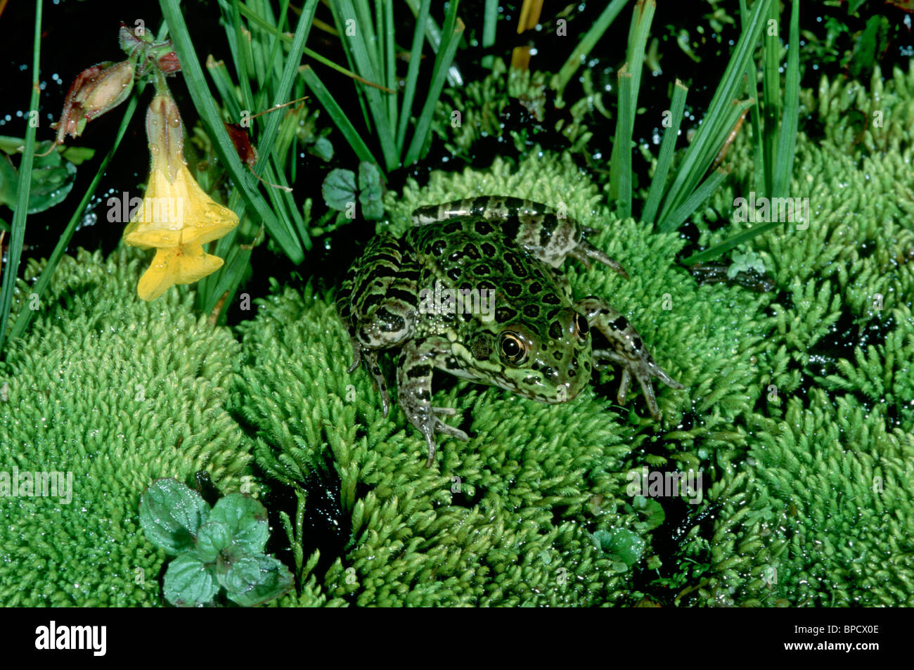 Chiricahua Leopard (Rana Mogollon Rim o Montagna Bianca Leopard Frog) specie in via di estinzione Foto Stock