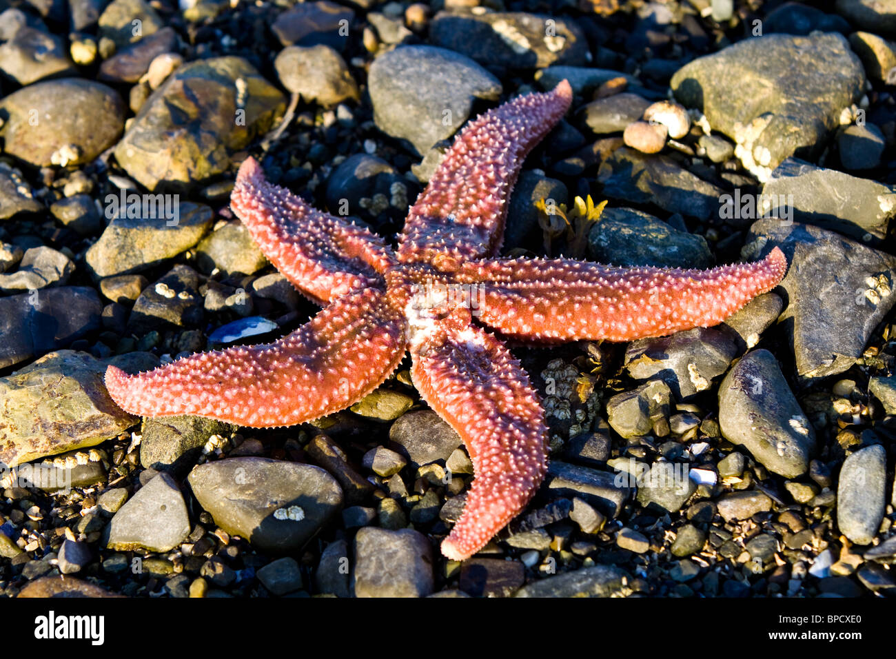 Enorme starfish arenati sulla riva a causa della bassa marea in Bar Harbor, Parco Nazionale di Acadia. Foto Stock