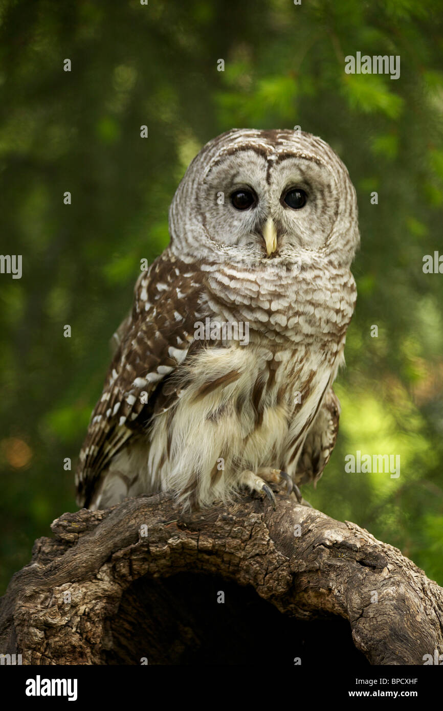 "E chi siete?". Foto Stock