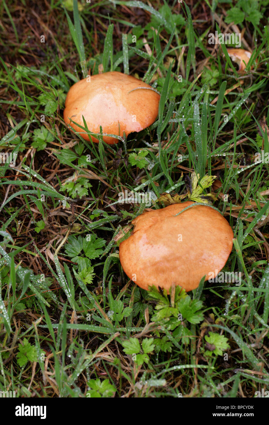 Greville's Bolete, larice Bolete o Bolete bovina, Suillus grevillei (Boletus elegans), Boletaceae. Foto Stock