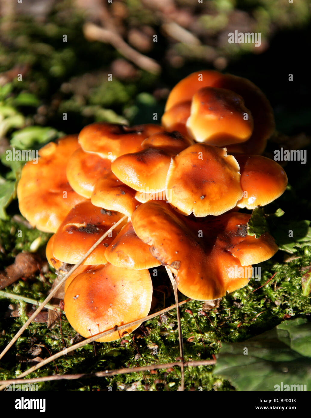 Gambo di velluto, Giapponese fungo ad ago o spillo, funghi Flammulina velutipes, Physalacriaceae. Foto Stock