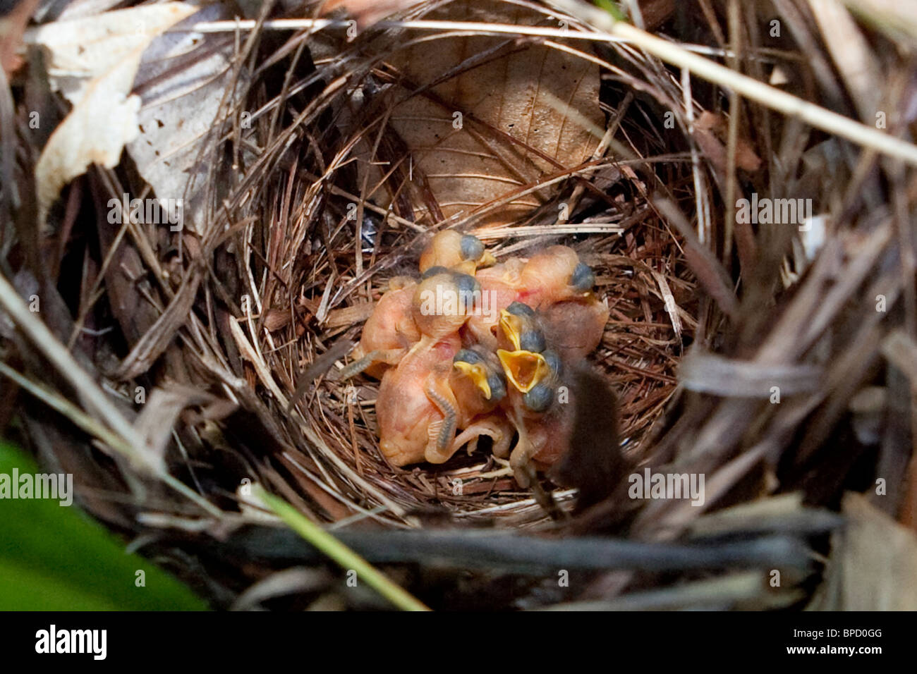 Appena schiuse Golden-winged trillo pulcini nel proprio nido Foto Stock