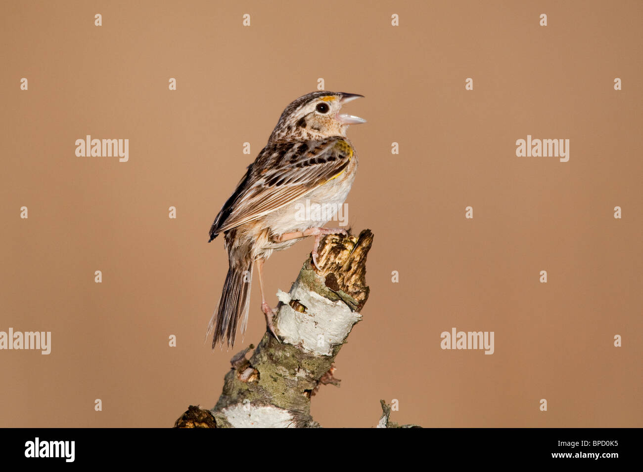 Grasshopper Sparrow a cantare all'alba Foto Stock