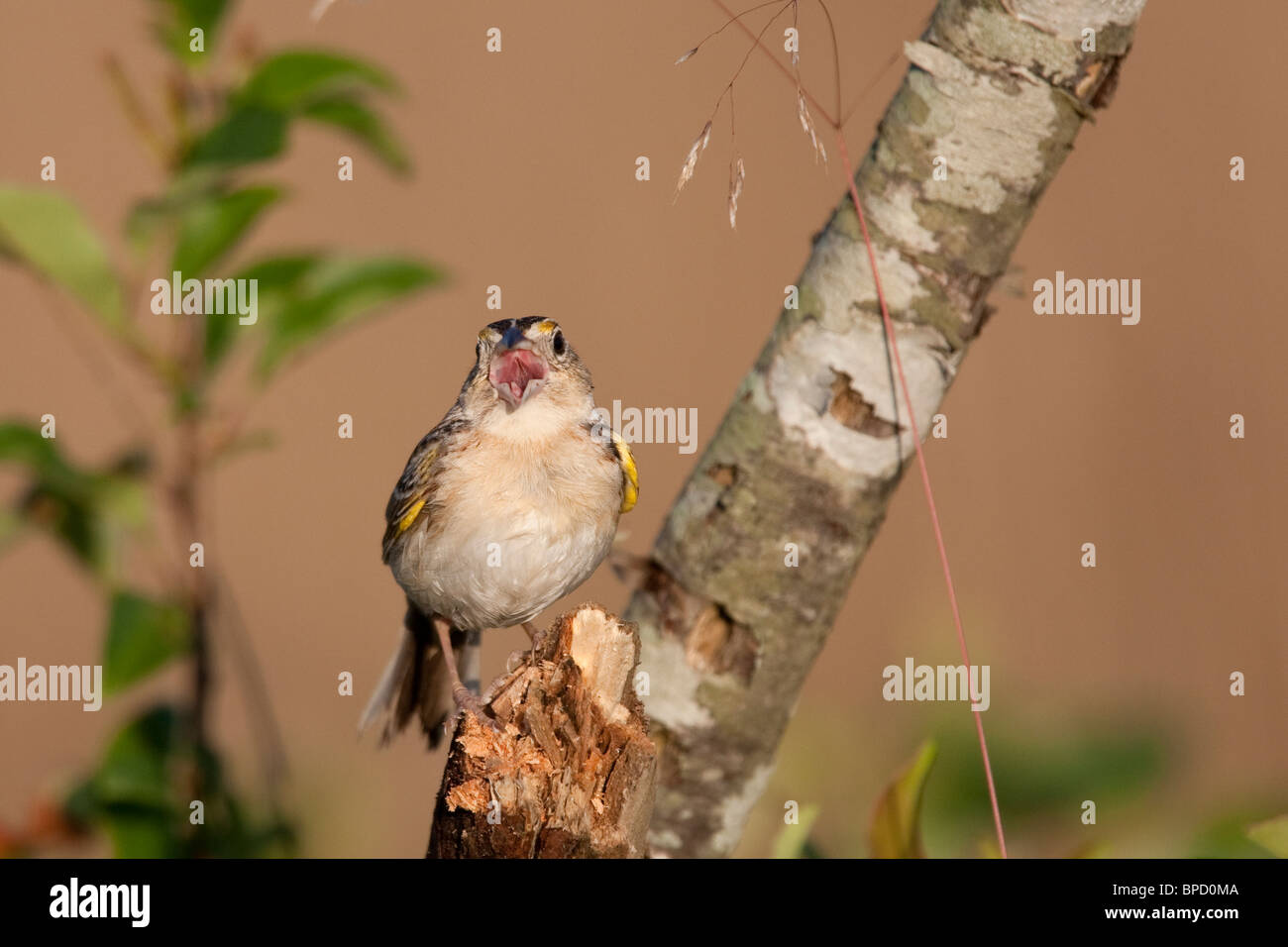 Grasshopper Sparrow a cantare all'alba Foto Stock