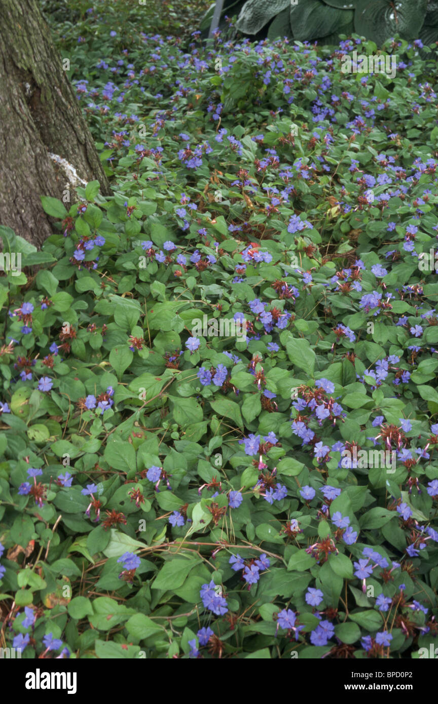 Fiori blu di impianto groundcover Ceratostigma plumbaginoides (perenne Leadwort) in fiore Foto Stock