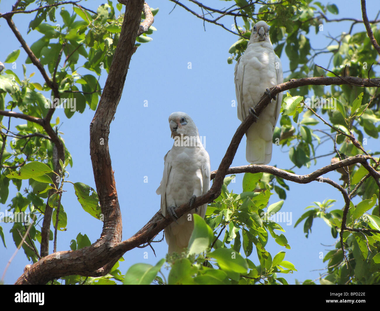 Una coppia di piccoli Corellas (Cacatua sanguinea) arroccato in una gomma di albero in albero pendente natura Laguna Park, Australia. Foto Stock